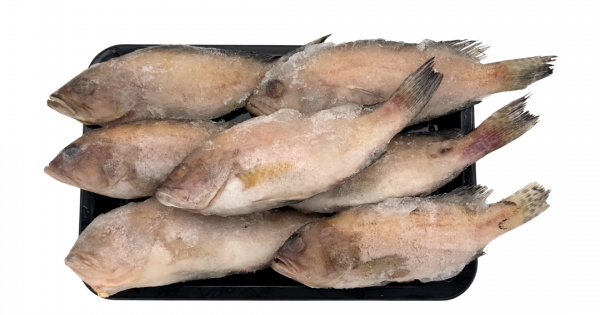 Frozen Grouper Fish | Gutted | 100-200g | 6/8pcs | 1kg| 石斑鱼已清